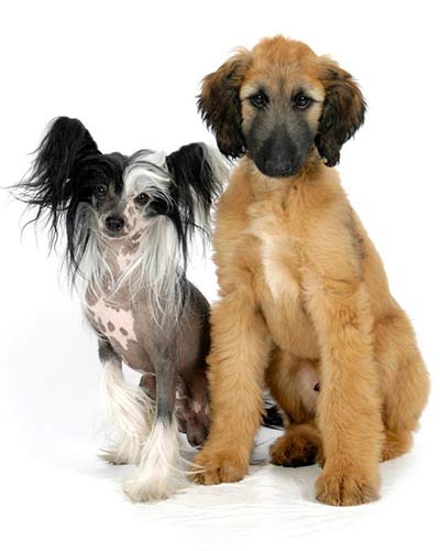 Castle as a baby wtih Mischief the Chinese Crested