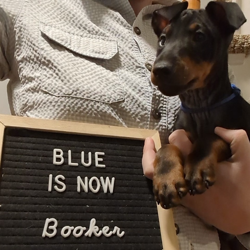 Blue is now Booker, CH Curlious Book 'Em At Dragonsong