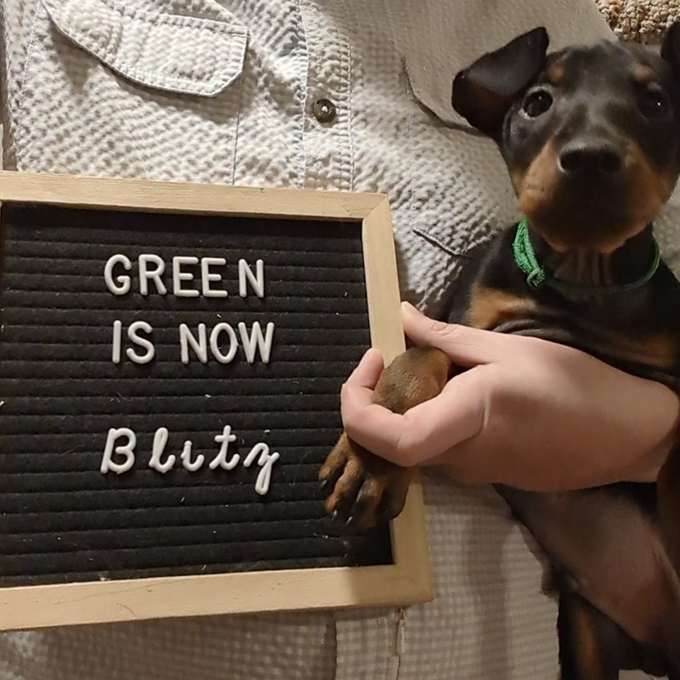 Green is now Blitzø, RBIS CH Curlious Devil's Advocate RN TDCH NS CA VN IBRH IBAR SD-A RAT