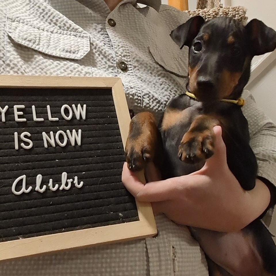 Yellow is now Alibi, BPISS CH Curlious I Rest My Case RN VN NTD