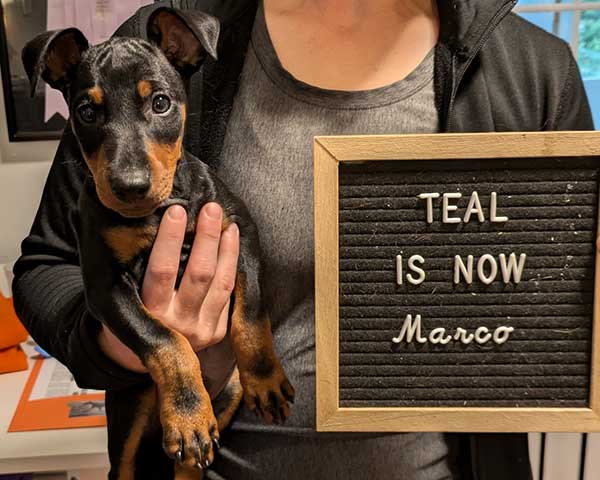 Teal is now Marco, Curlious Hold Me Closer Tony Danza