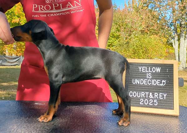 Yellow is still undecided on a call name, Curlious Lick A Shot