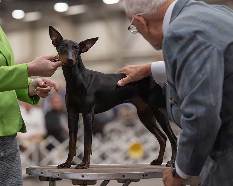 Yolo being examined by Michael Canalizo at her very first show (love the side eye!) | Curlious I'll Give It A Shot